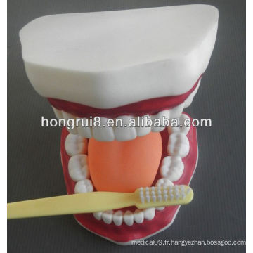 Modèle de soins dentaires médicaux de style nouveau, petit modèle de soins dentaires modèle d&#39;enseignement dentaire